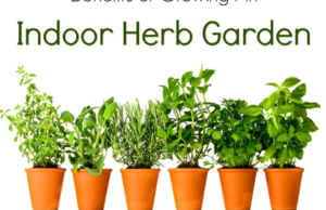 Herbs Indoor