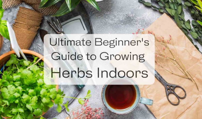 herbs indoor